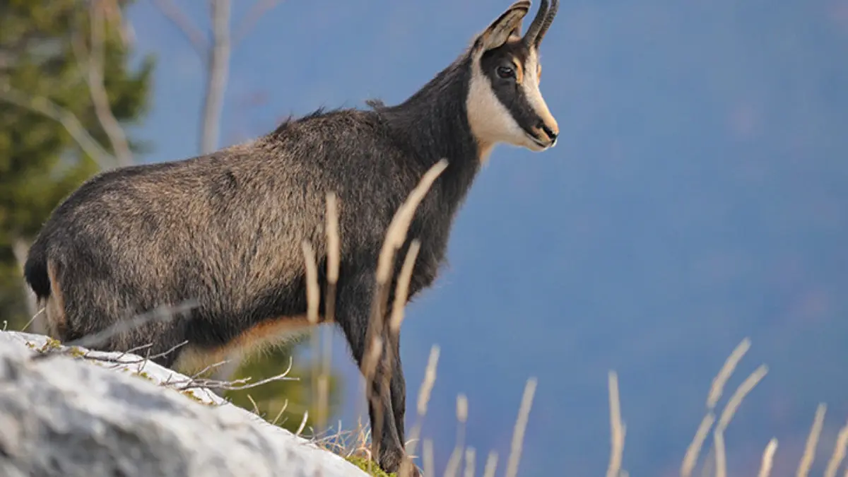 Chamois