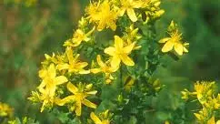 Hypericum perforatum : la plante aux mille vertus