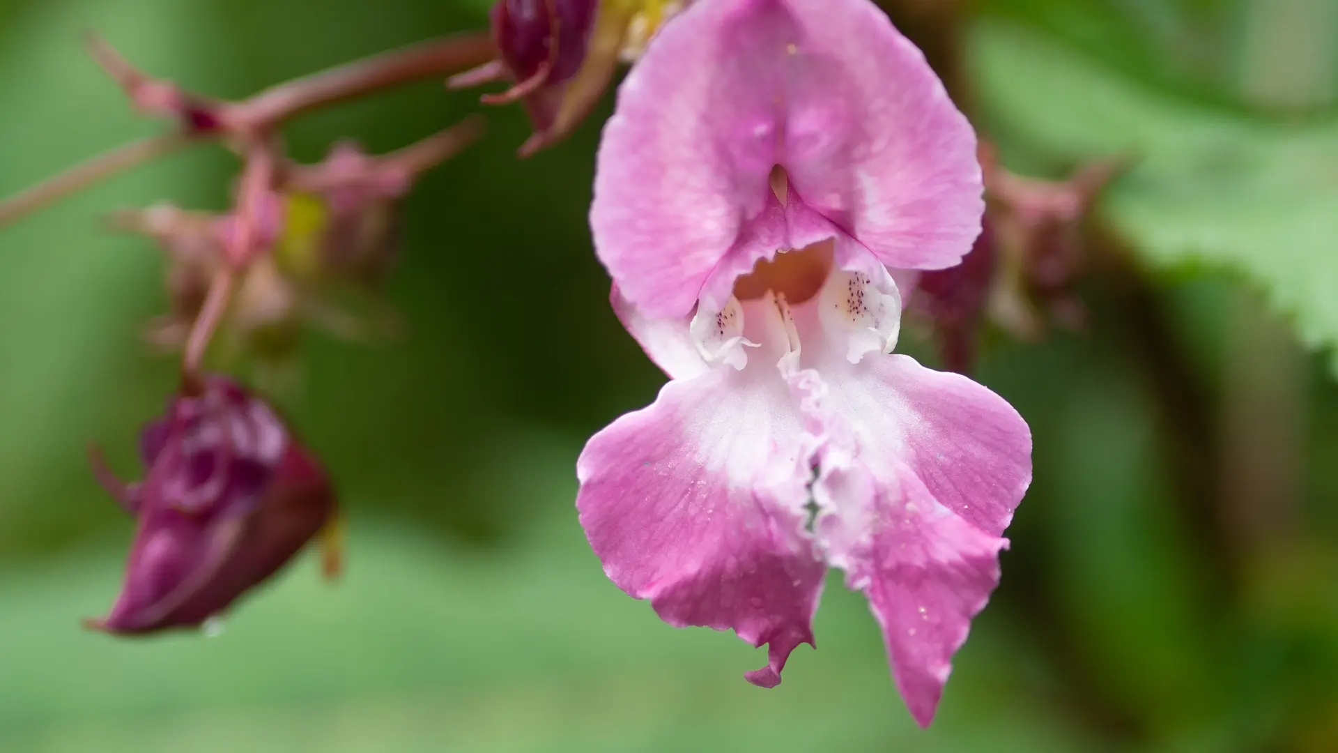 La flore du Montoncel