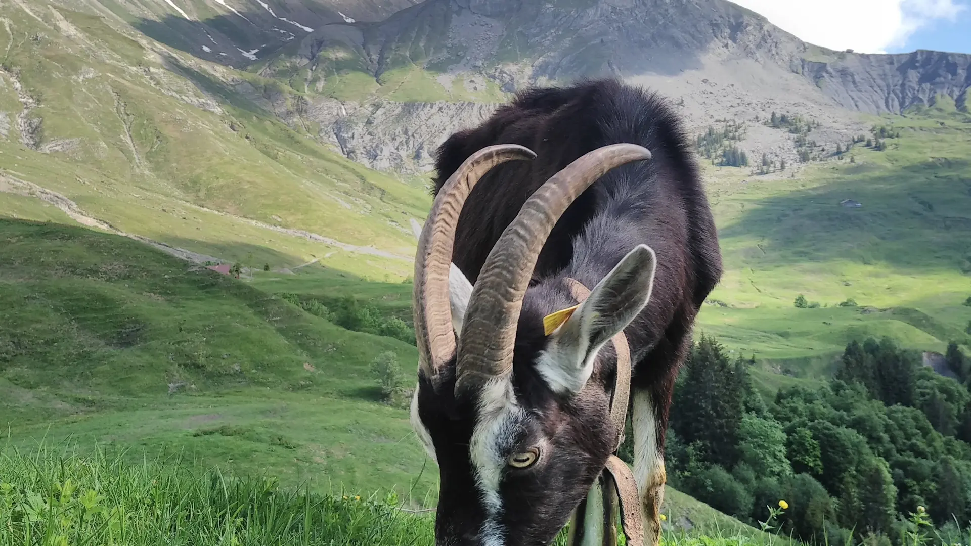 Chèvre