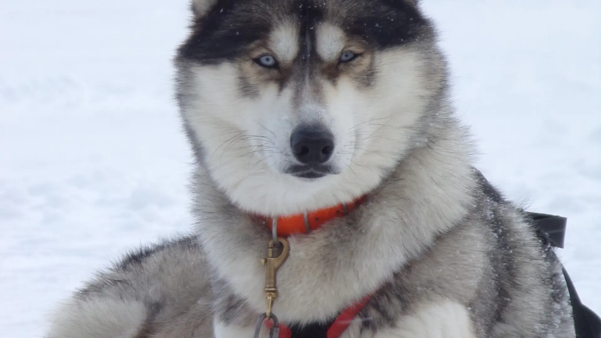 Yukon, le plus calme et le plus réservé de la meute