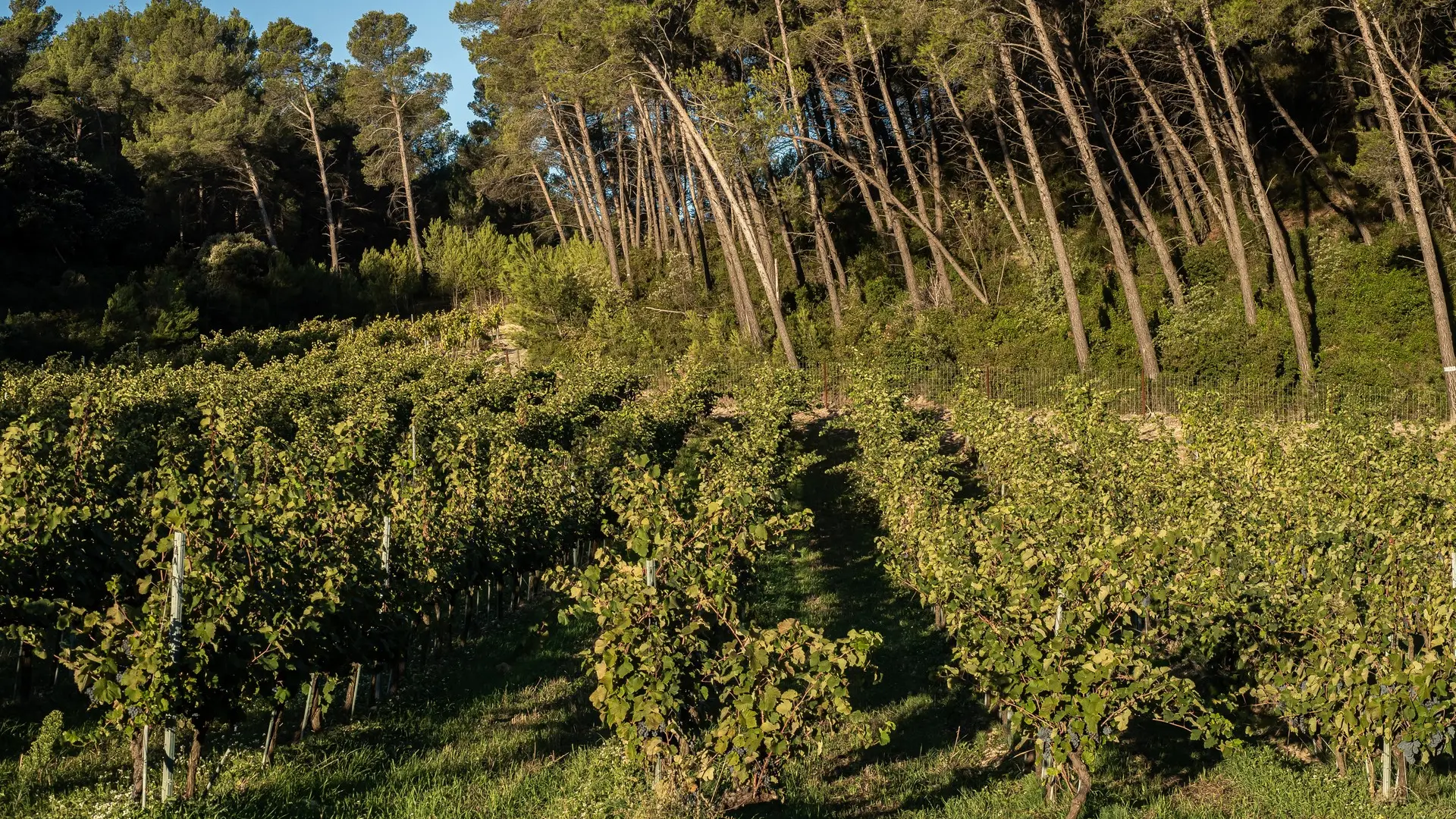 Domaine de Dalmeran à Saint-Étienne-du-Grès