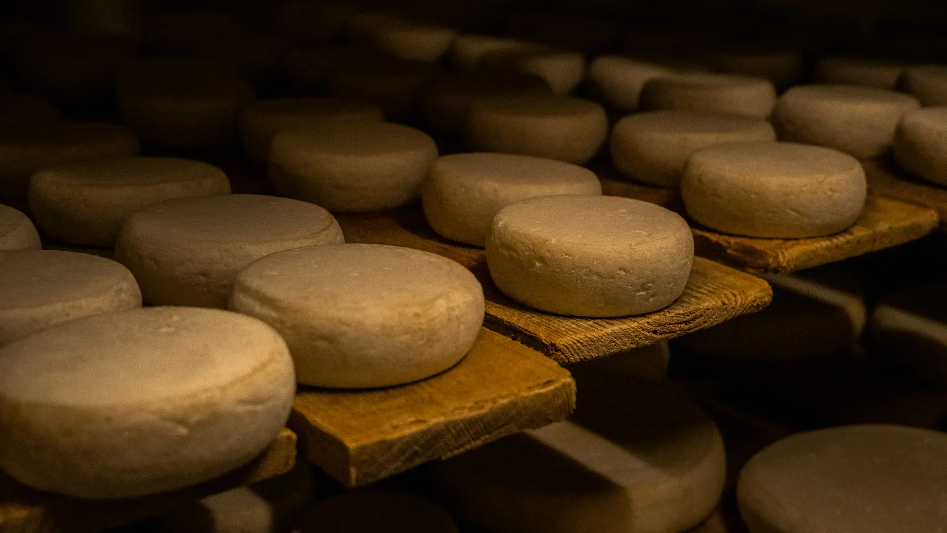 Fromages de chèvres en affinage