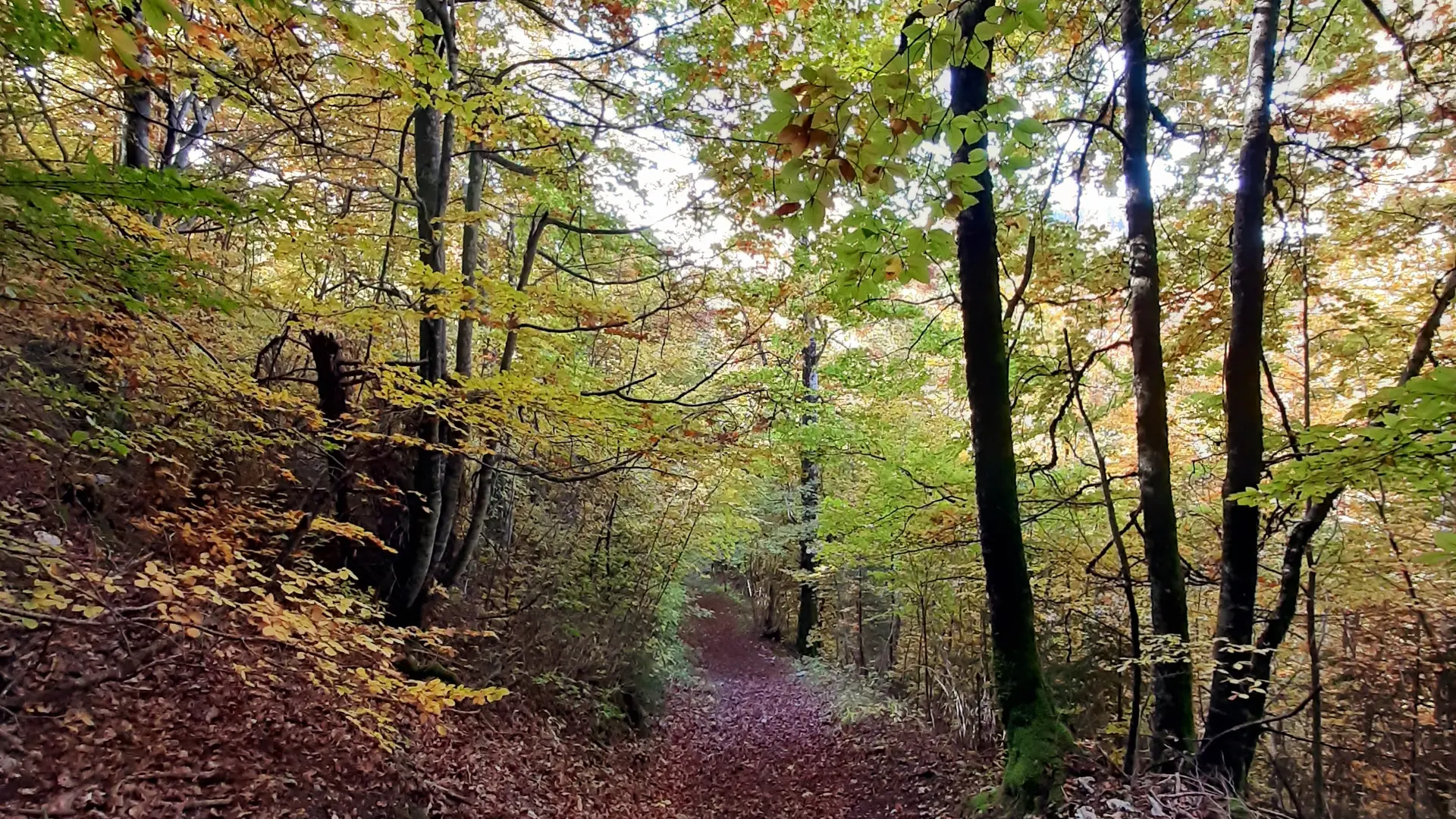 Sentier en forêt
