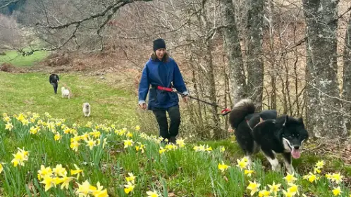 Cani randonnée immersive avec Banquise Traîneau