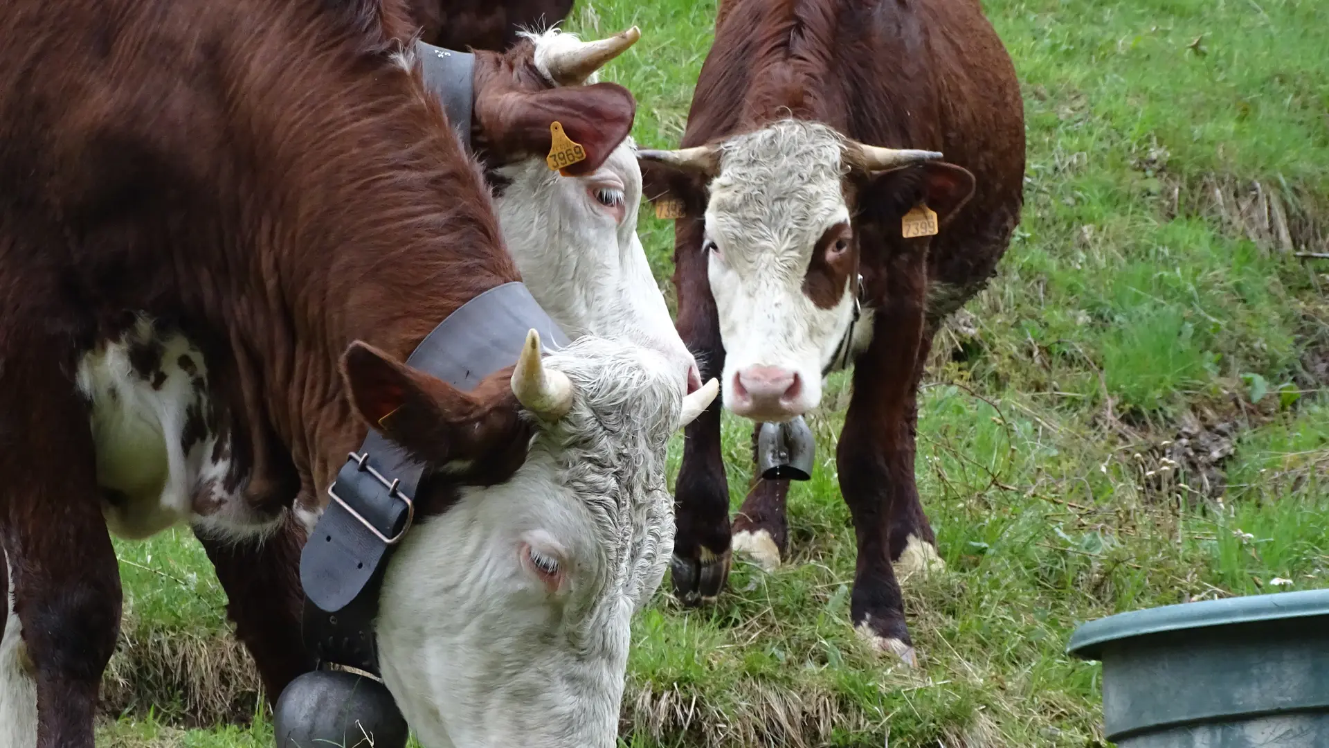 Les vaches d'Abondance