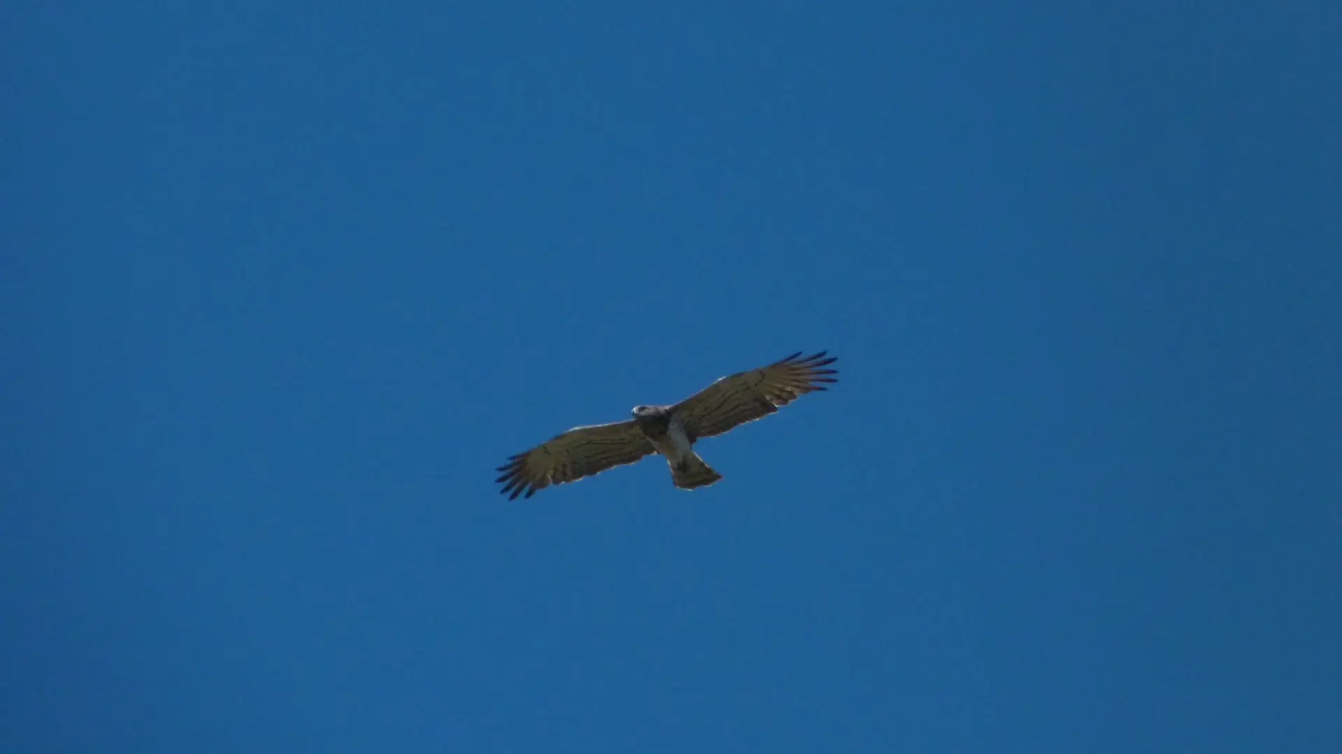 Circaète Jean-le-Blanc
