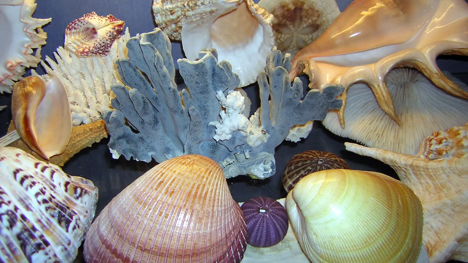 Illustration Musée des coquillages de Saint-Jean-Cap-Ferrat