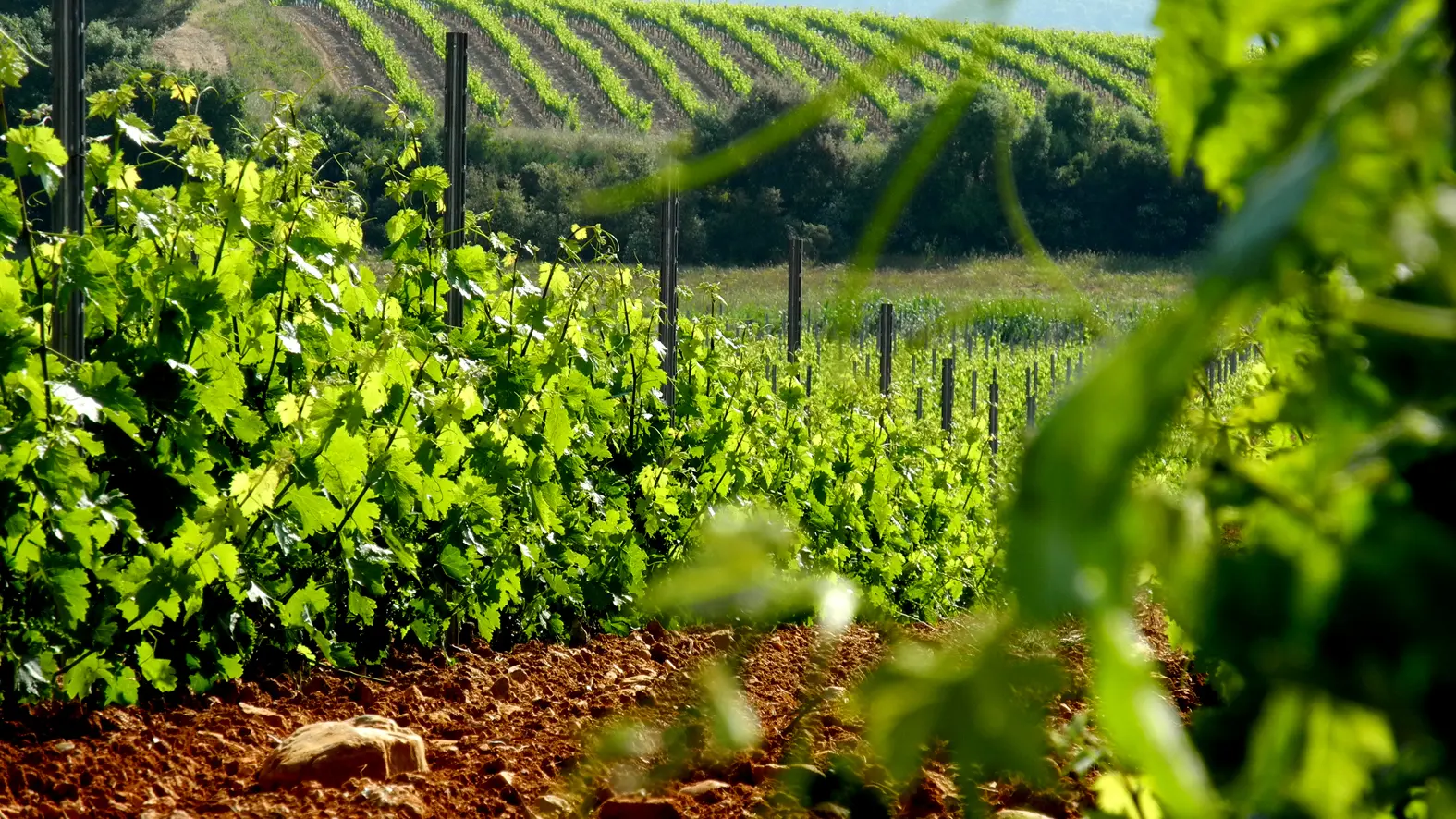 Château Les Valentines - La Londe les Maures