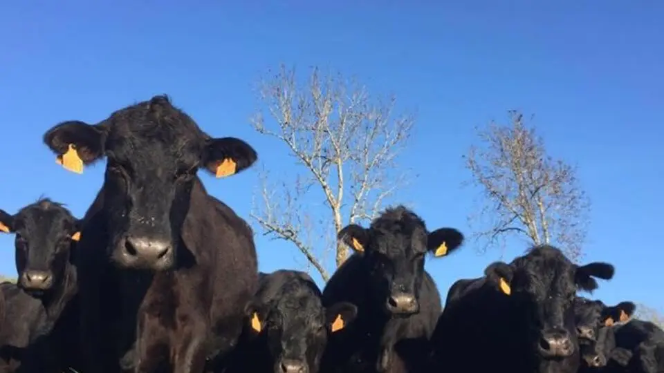 Les vaches Black Angus