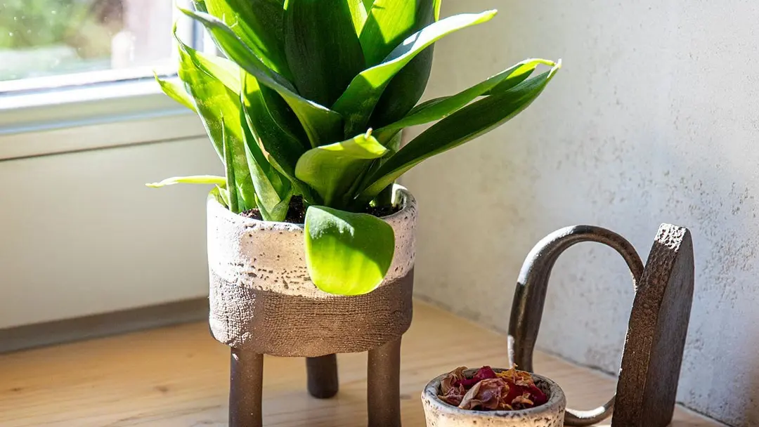 Objets chinés, fleurs