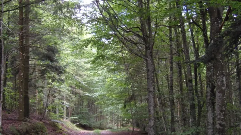 Forêt domaniale de l'Assise