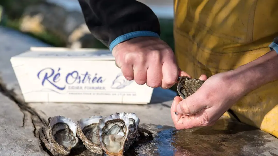 Dégustation d'huîtres