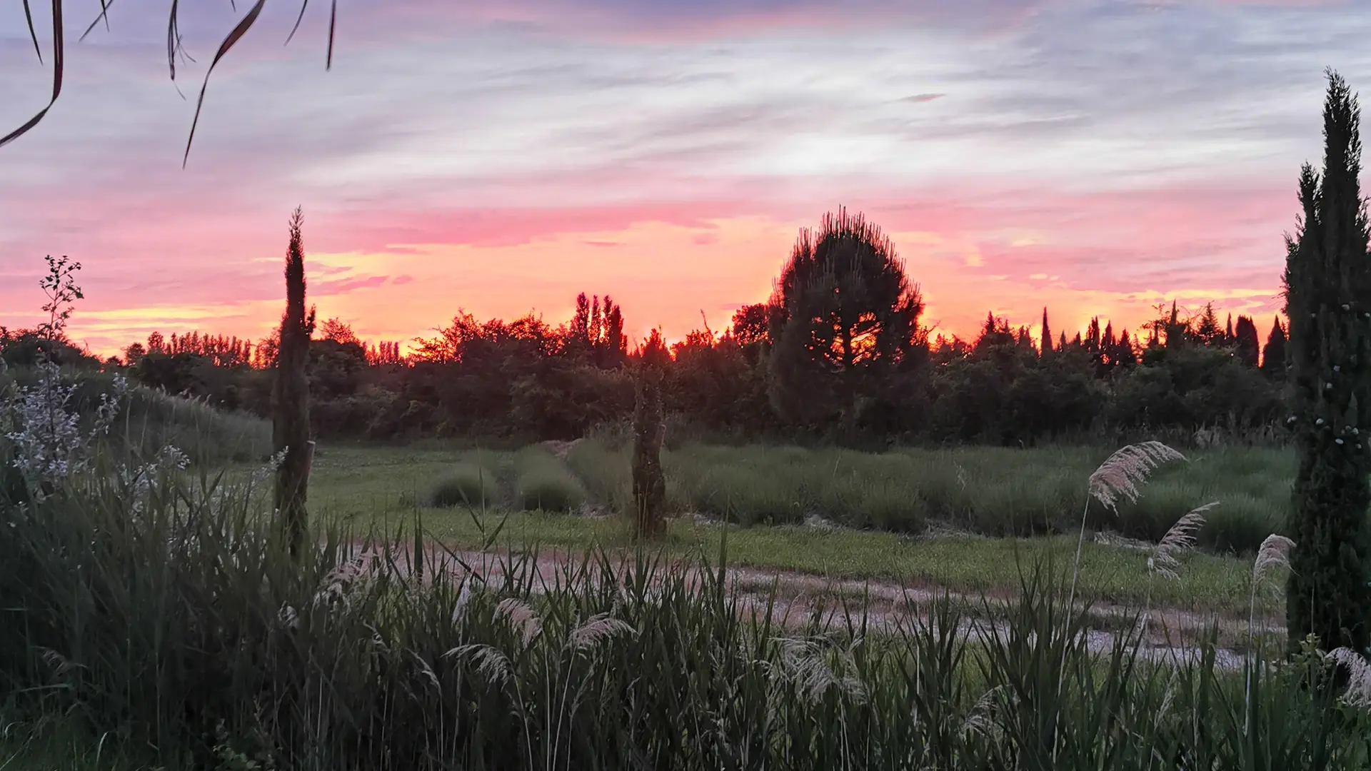 Coucher de soleil sur notre champs de lavande