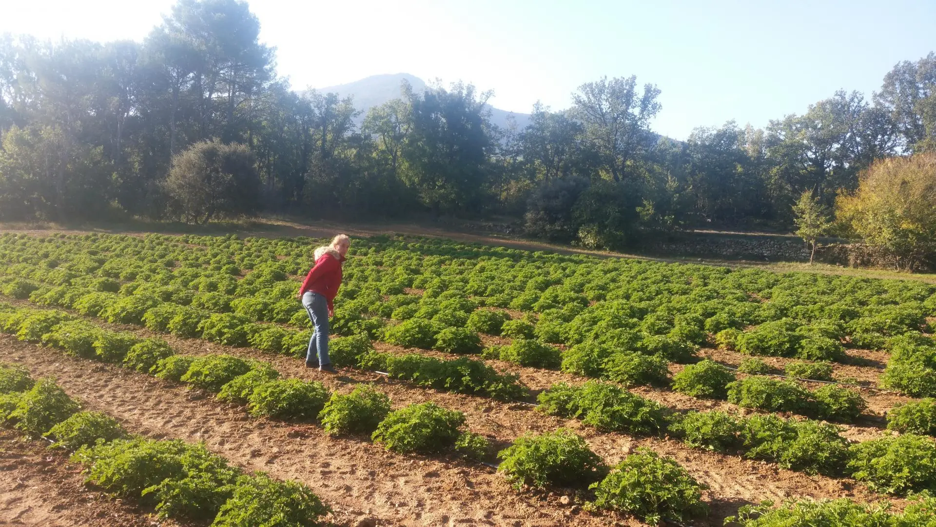 l'un de nos champs de plantes à parfum : Géranium Rosa