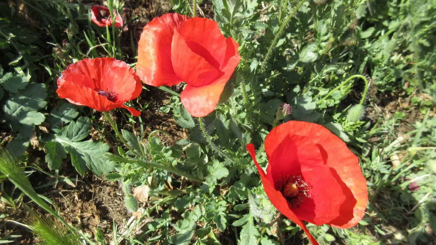 coquelicots sur chemin rando