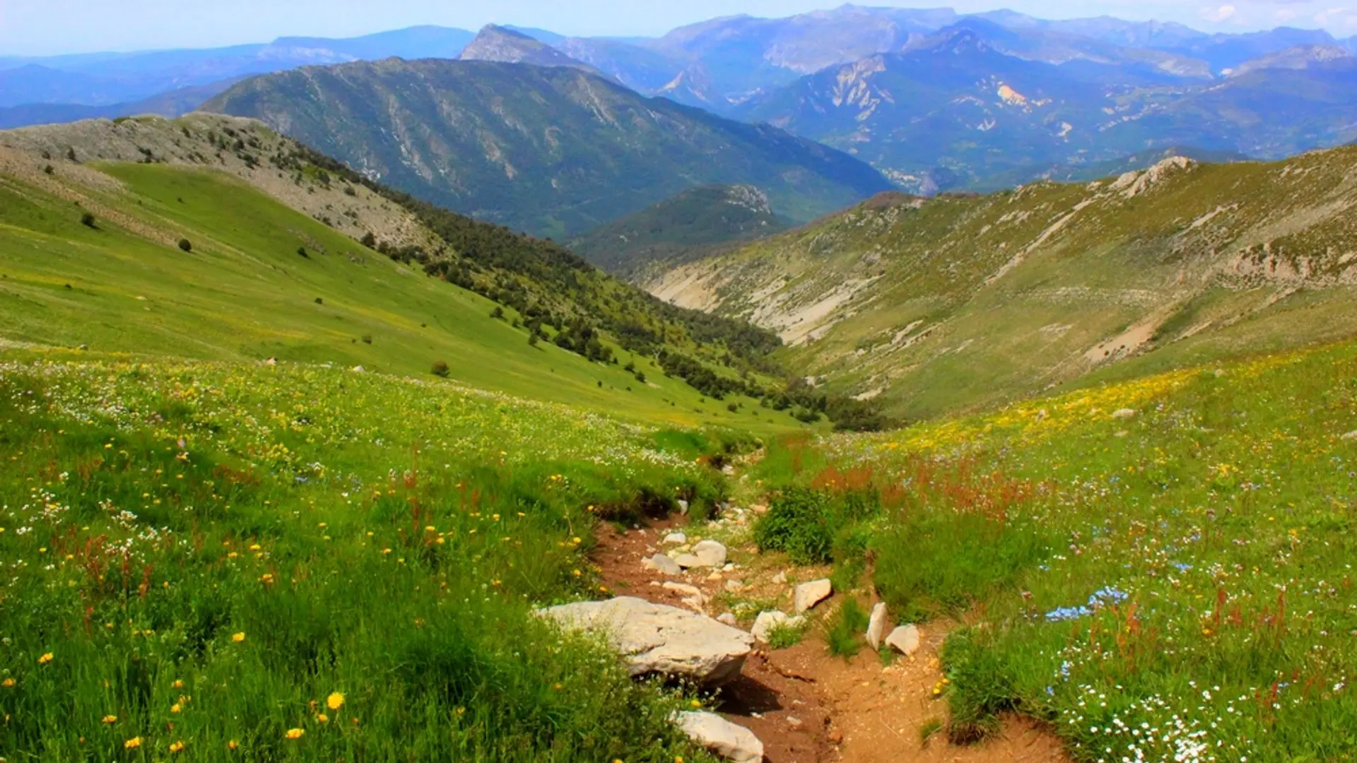 Floraison sur les alpages