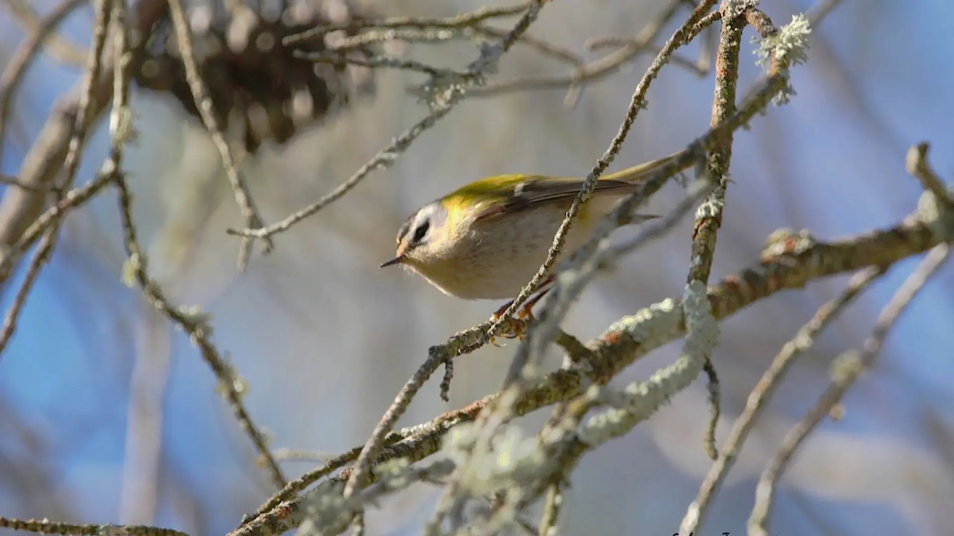 Roitelet triple-bandeau