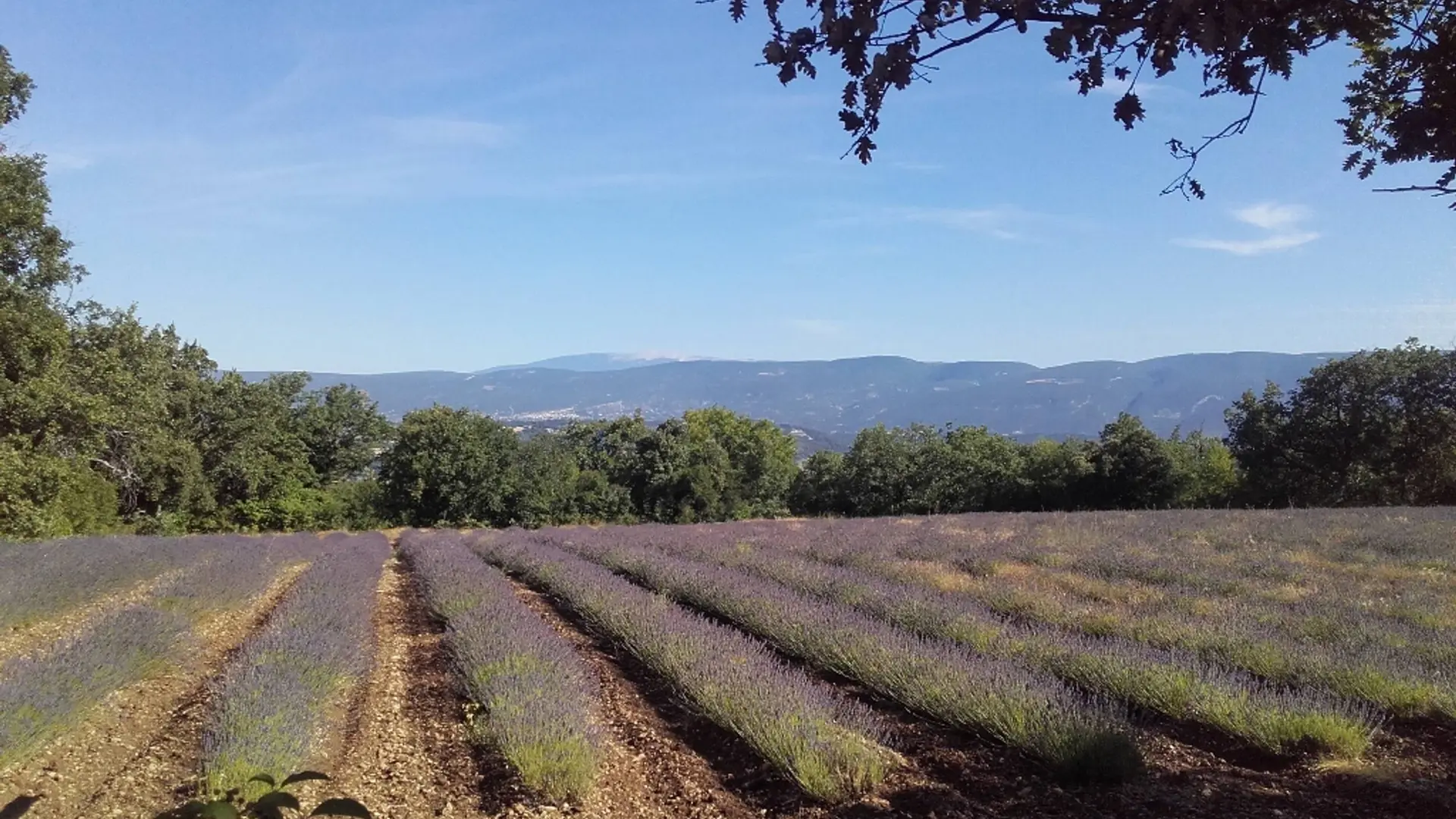 Vue sur les Monts-de-Vaucluse et le Mont-Ventoux