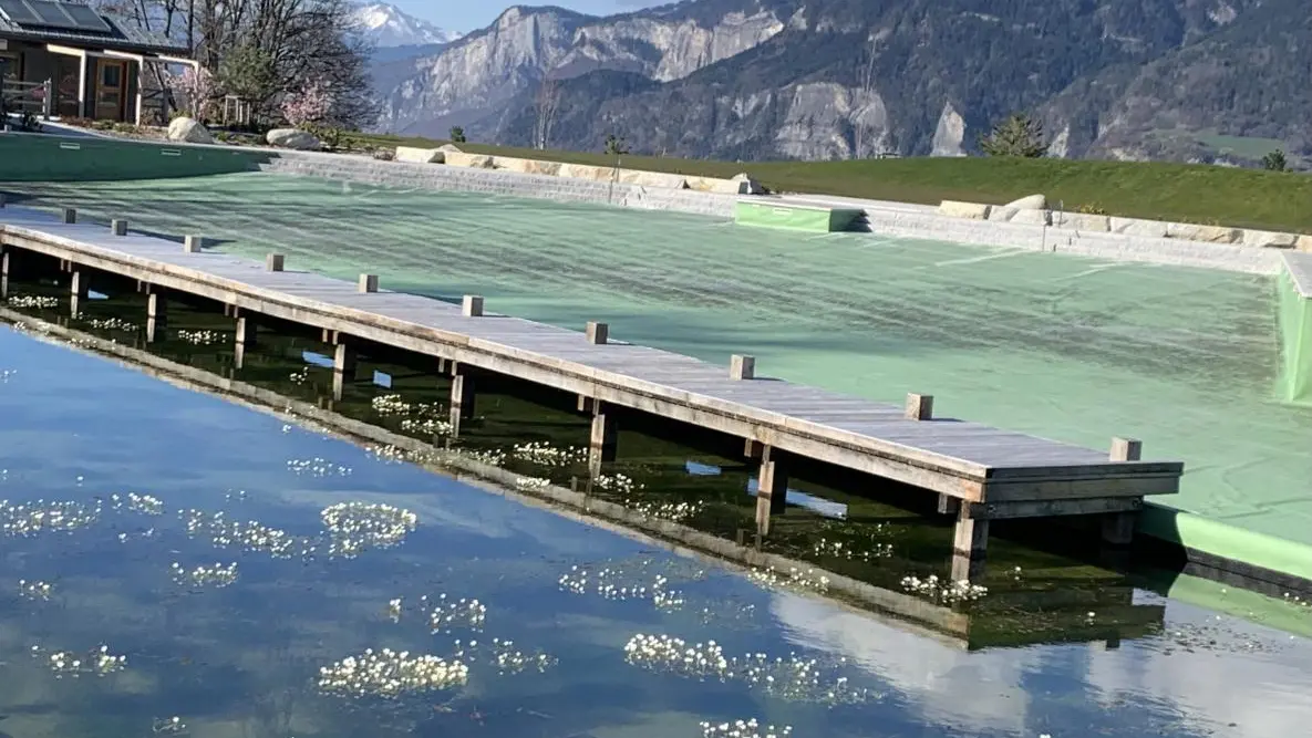 Les nénuphars du Biotope fin de printemps
