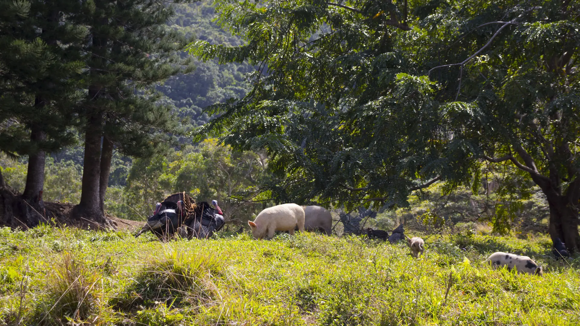 animaux, ferme, tchamba, néouty découverte