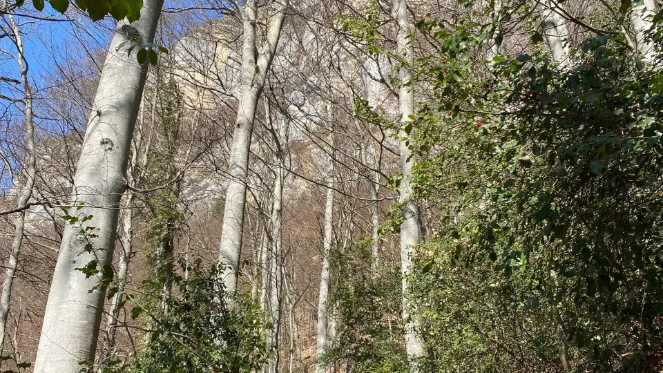 Sentier accès peintures rupestres