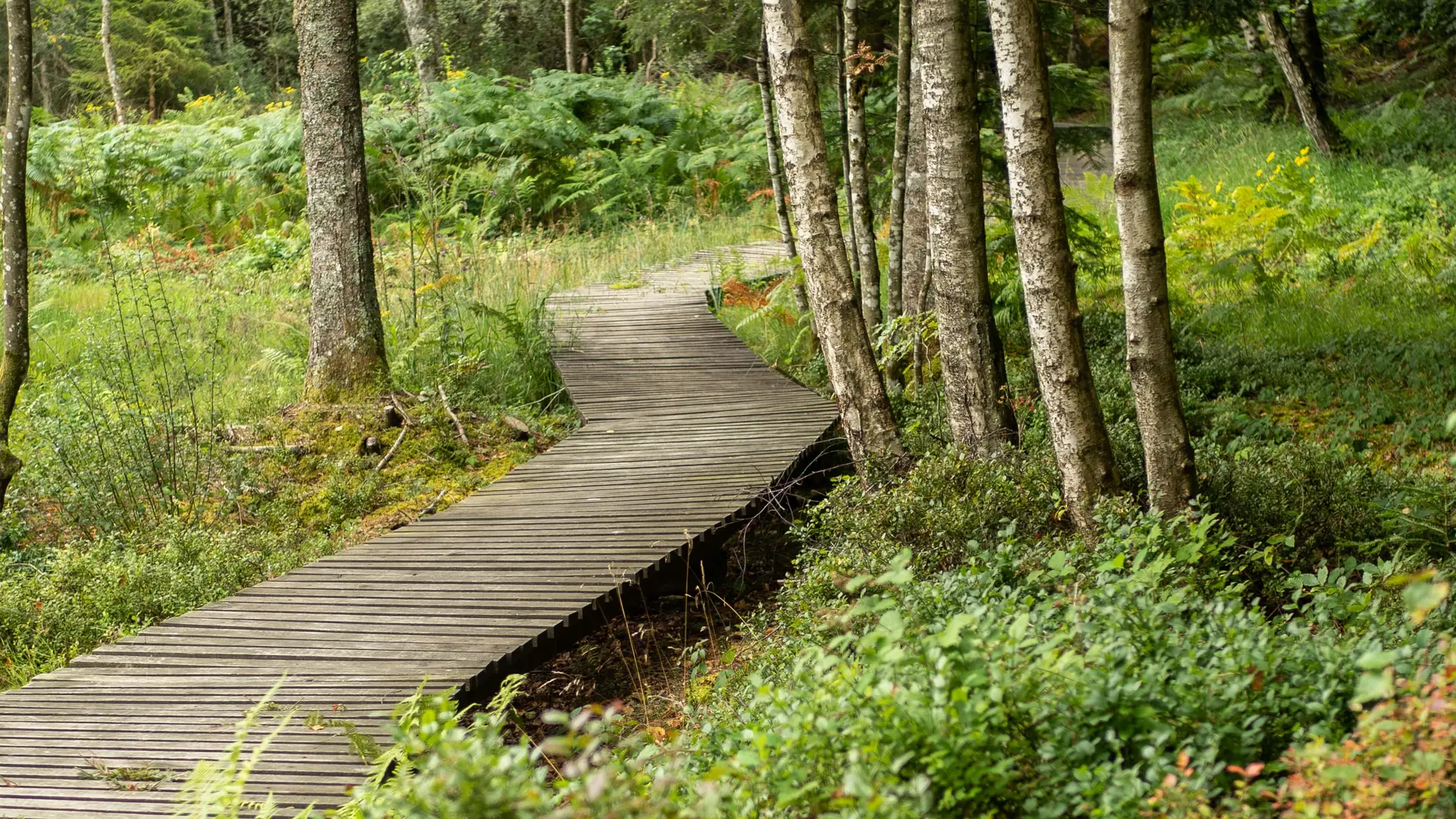 La tourbière de la Nélie à Lavoine