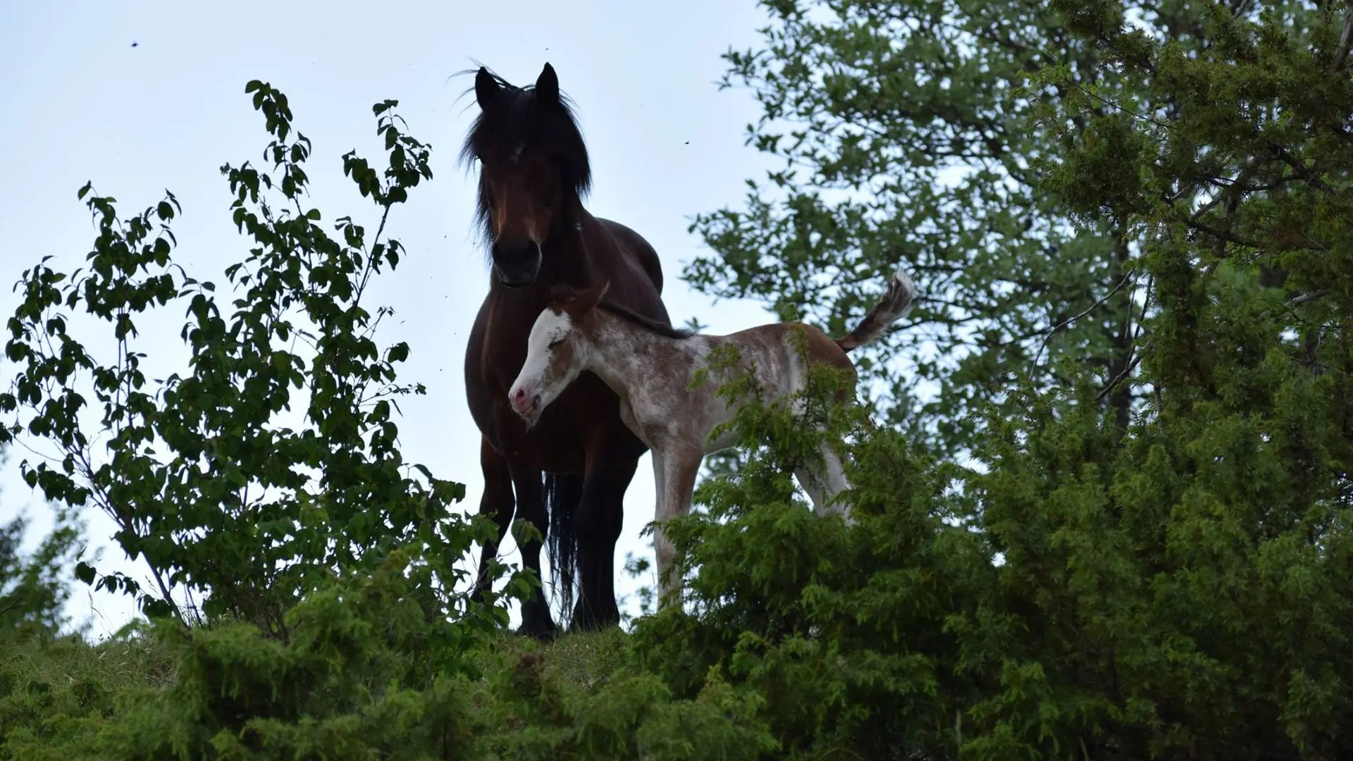 Le Poney Cernaise
