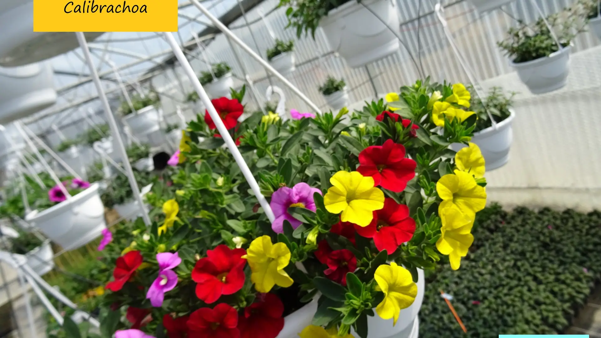 Horticulture Signoret