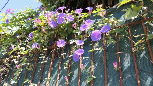 Visite guidée : Laissez-vous conter le Boulevard de Garavan