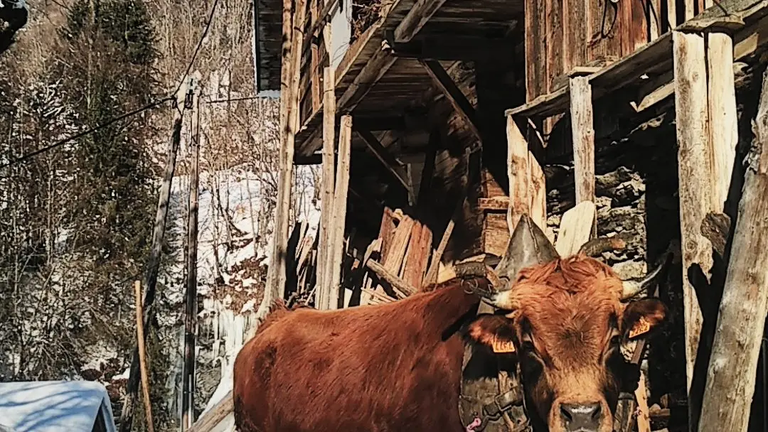 Vache