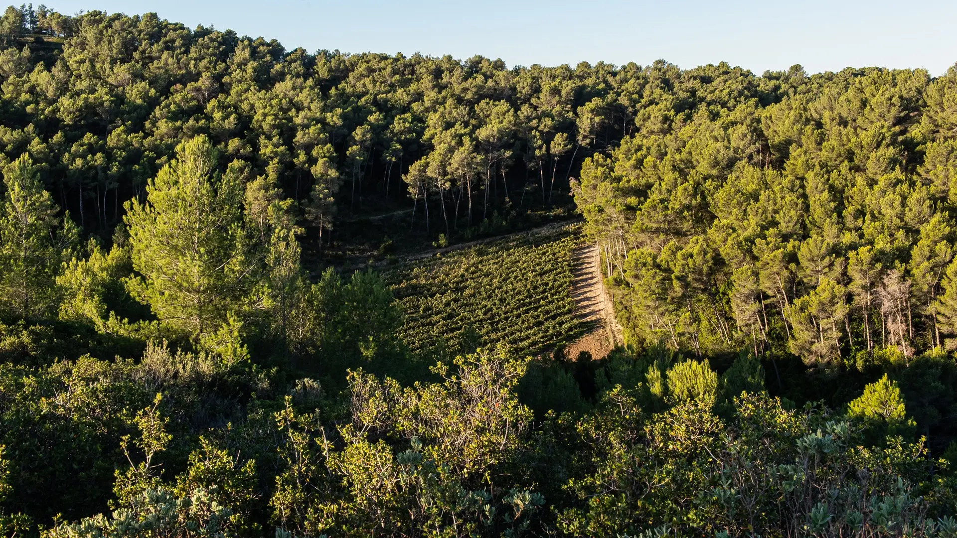 Domaine de Dalmeran à Saint-Étienne-du-Grès