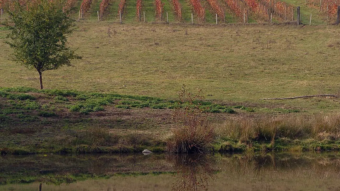 Domaine des Palais