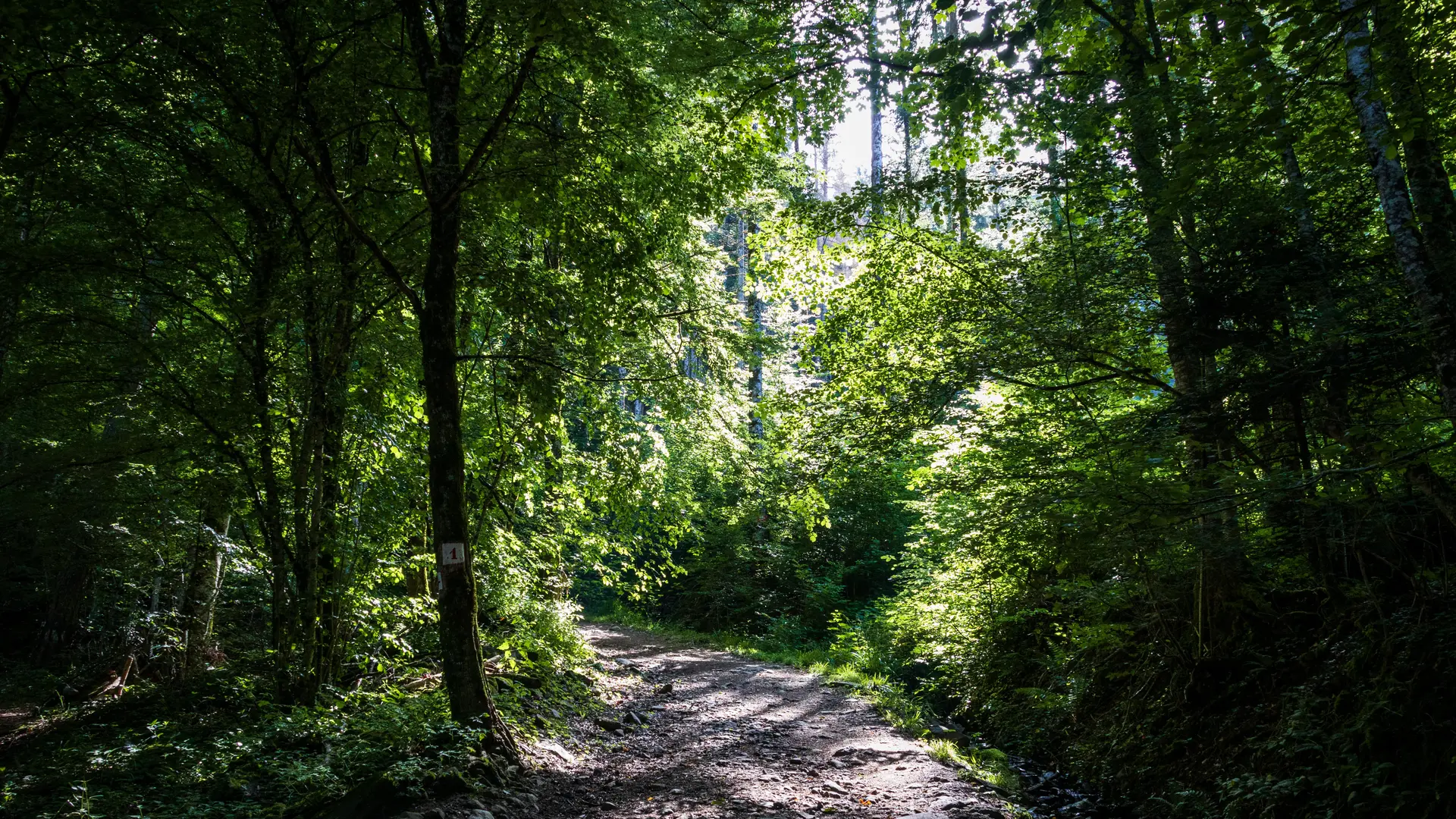 sentier