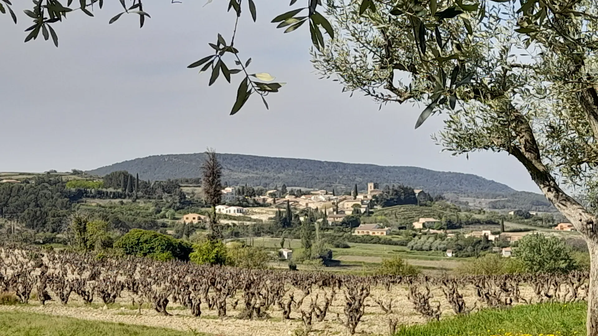 Villedieu vu de nos oliviers