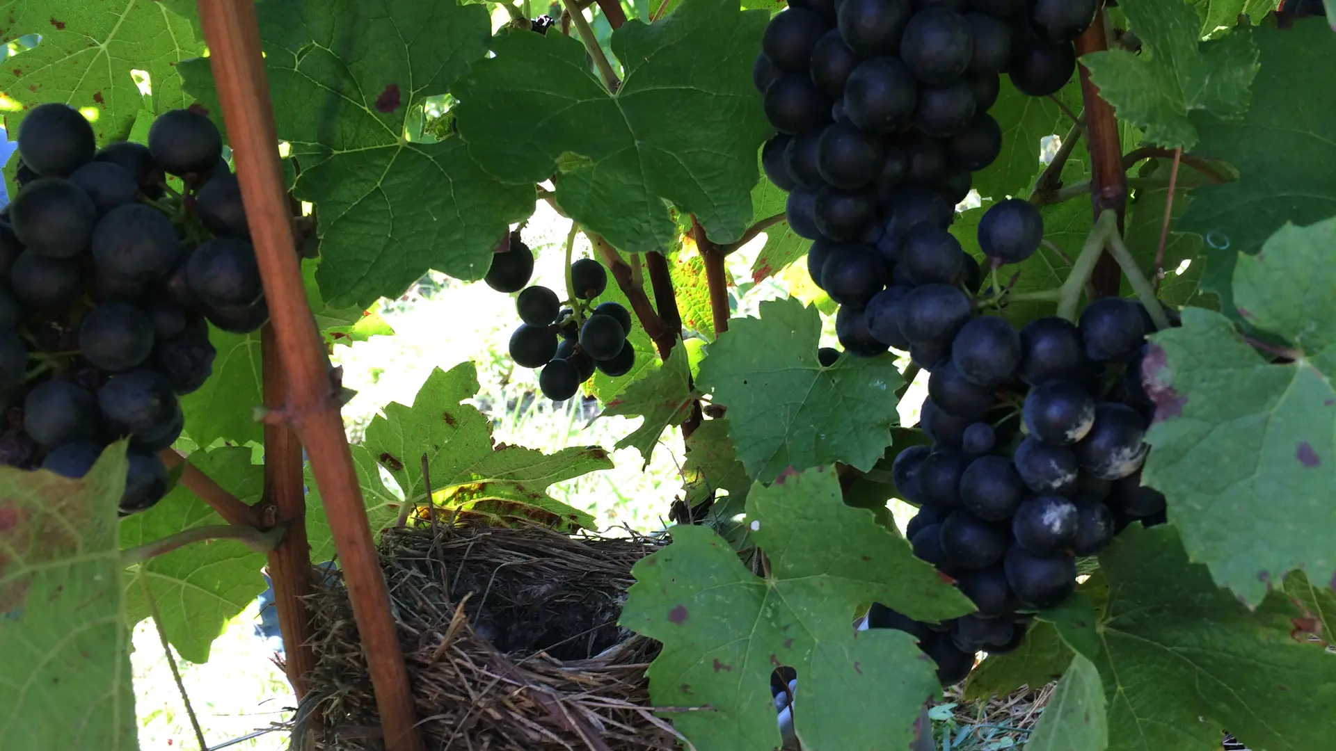 Les vignes