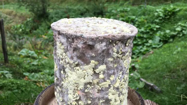 Tomme de chèvre
