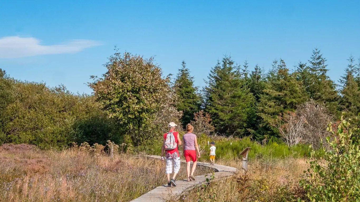 La tourbière au plateau de la Verrerie à Saint-Nicolas-des-Biefs