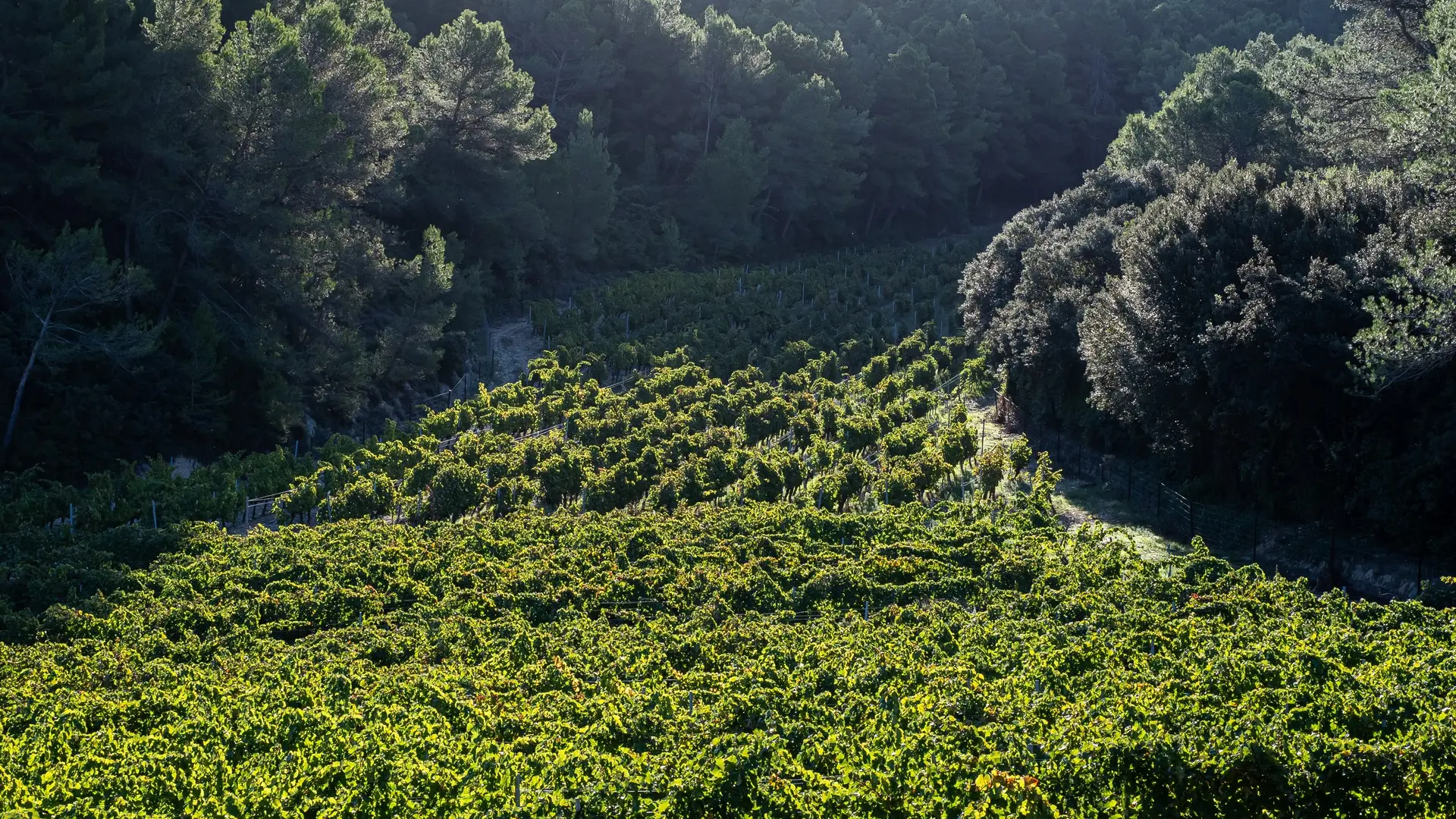 Domaine de Dalmeran à Saint-Étienne-du-Grès