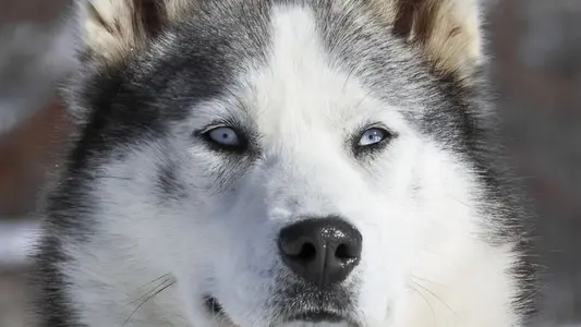 AZAK Chiens de traîneau du Queyras