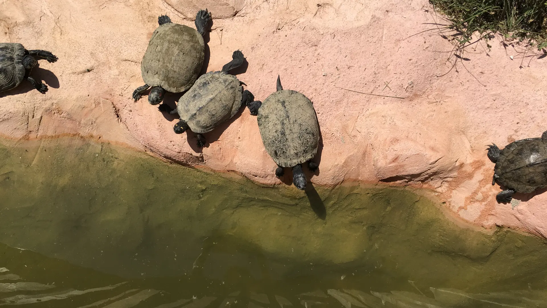 Tortues de Floride