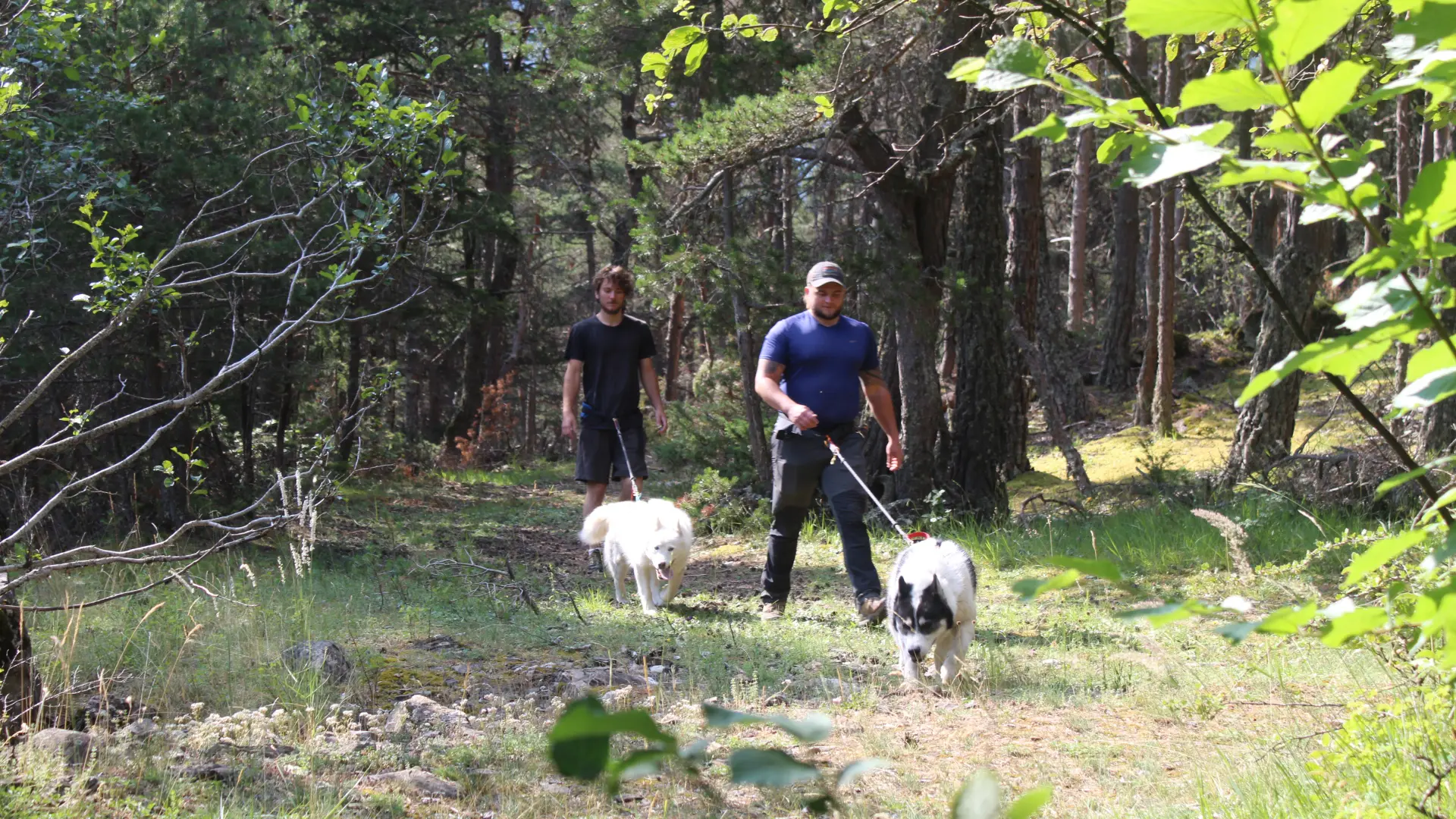 Cani randonnée immersive avec Banquise Traîneau