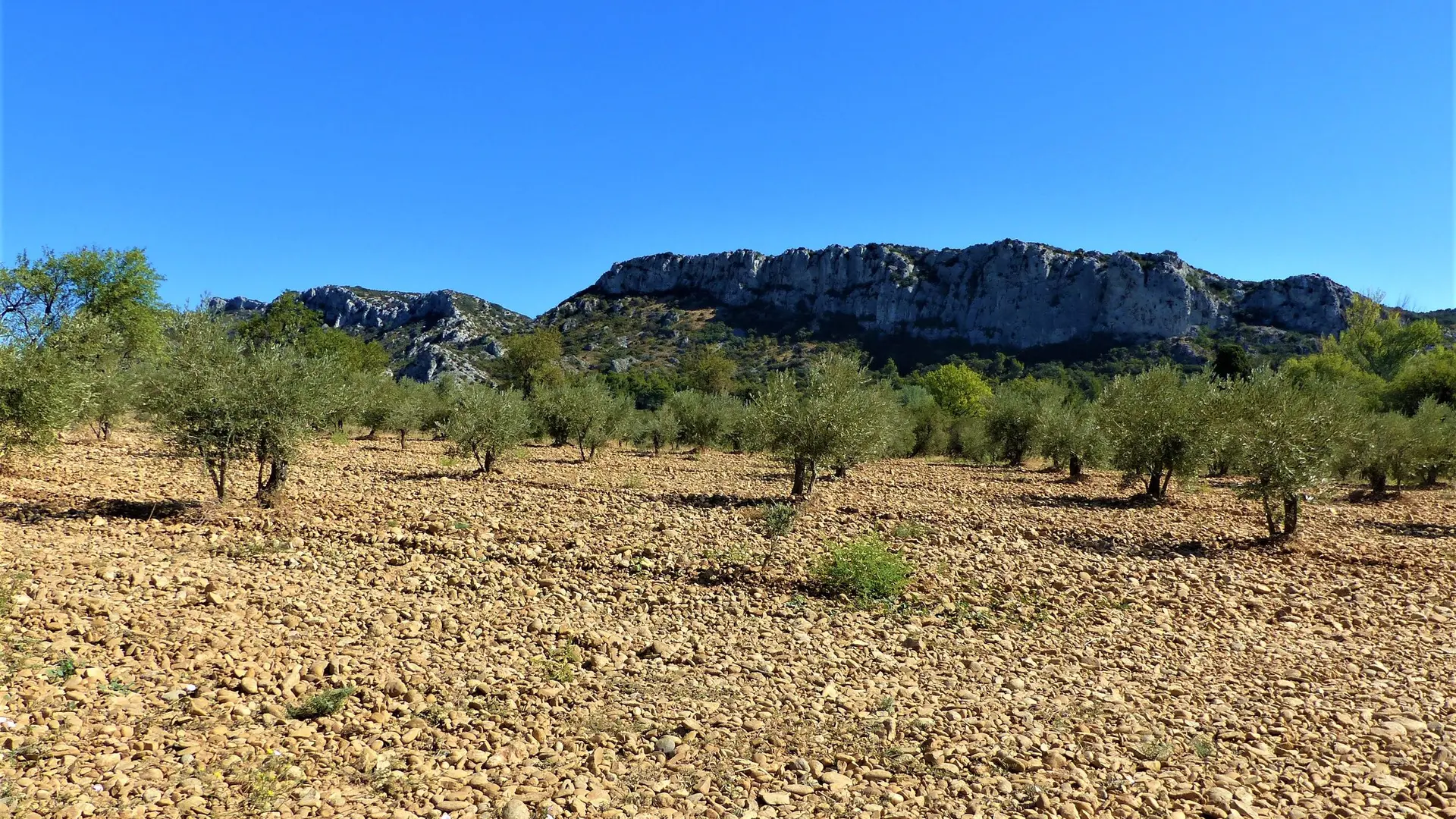 Oliveraie ou champ d'oliviers