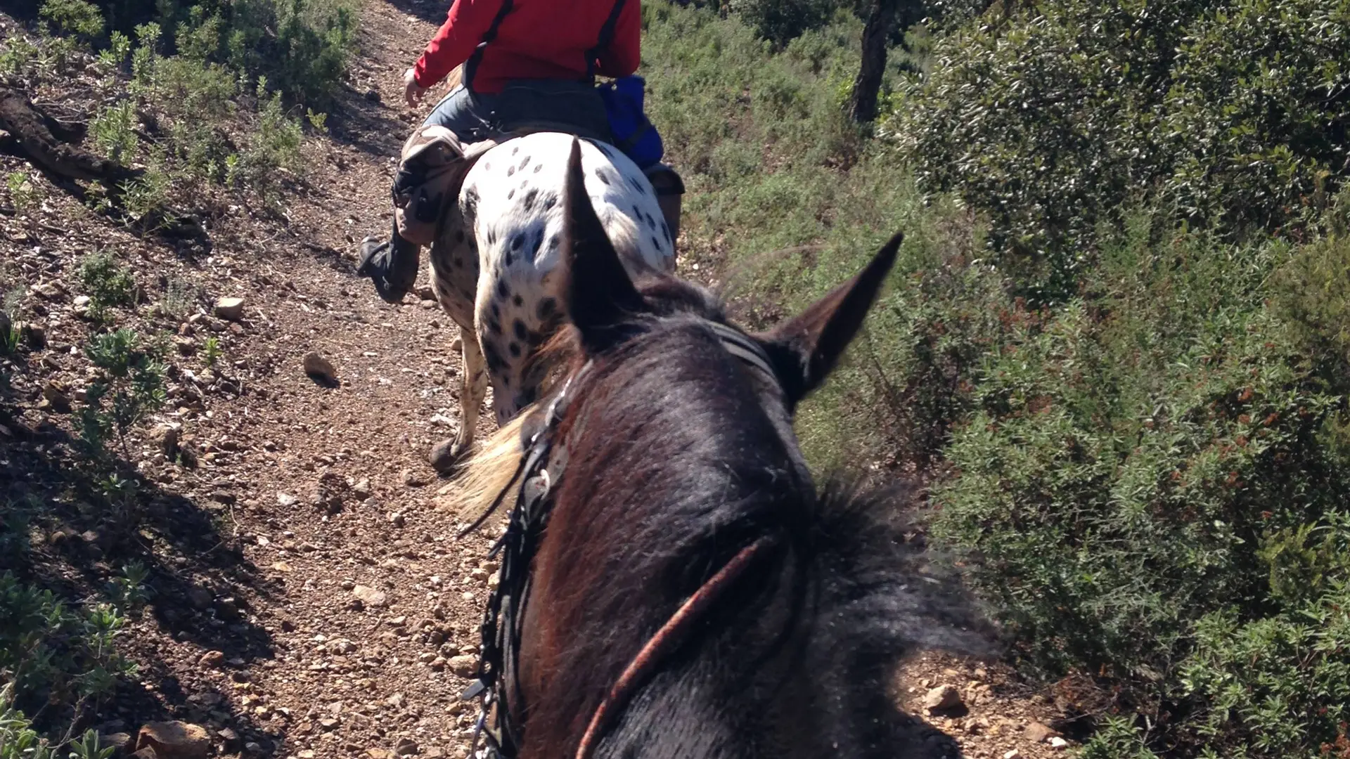 Vue sur la crinière d'un cheval couleur baie brune précédent un cheval pie noire marchant sur un sentier au milieu de la colline