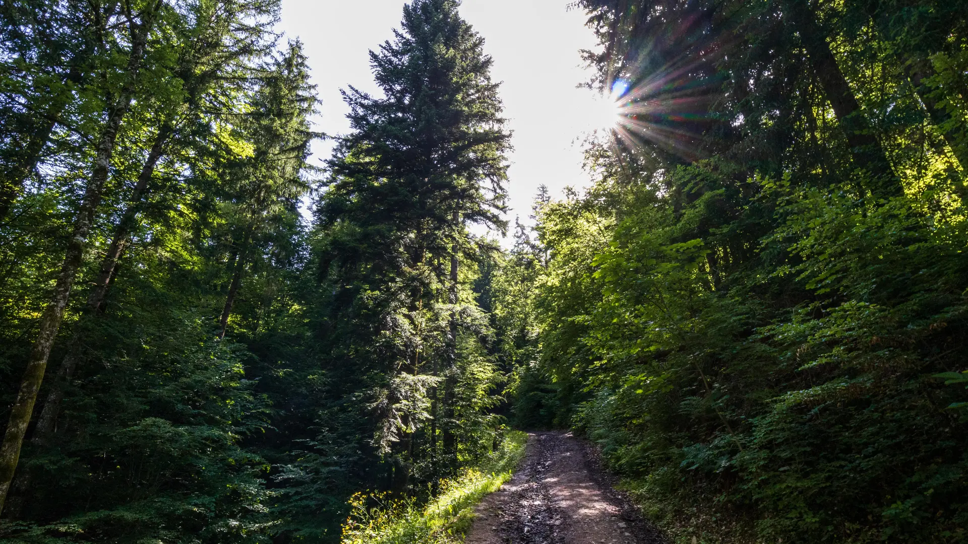 sentier