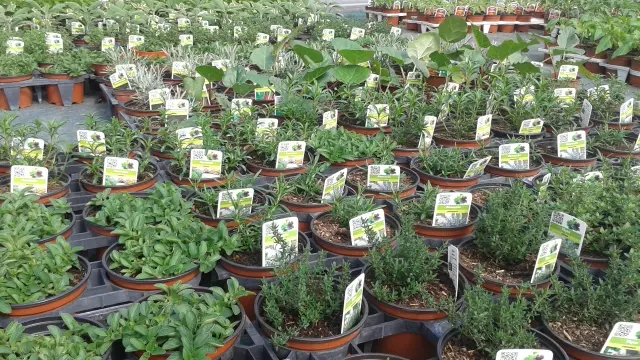 Plantes aromatiques