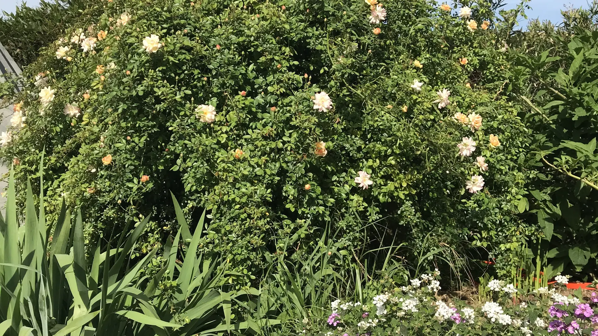 Le jardin chambre d'hôtes La Passiflore