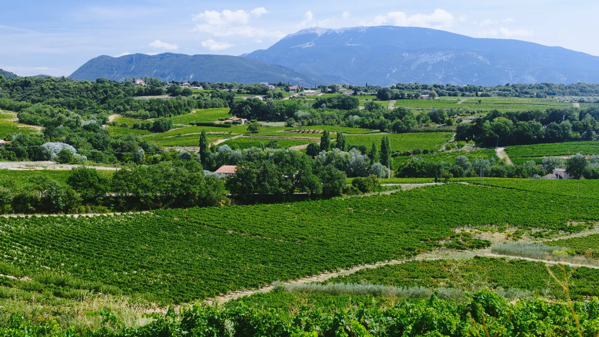 Une jolie vue sur le Mont Ventoux, de notre boutique.