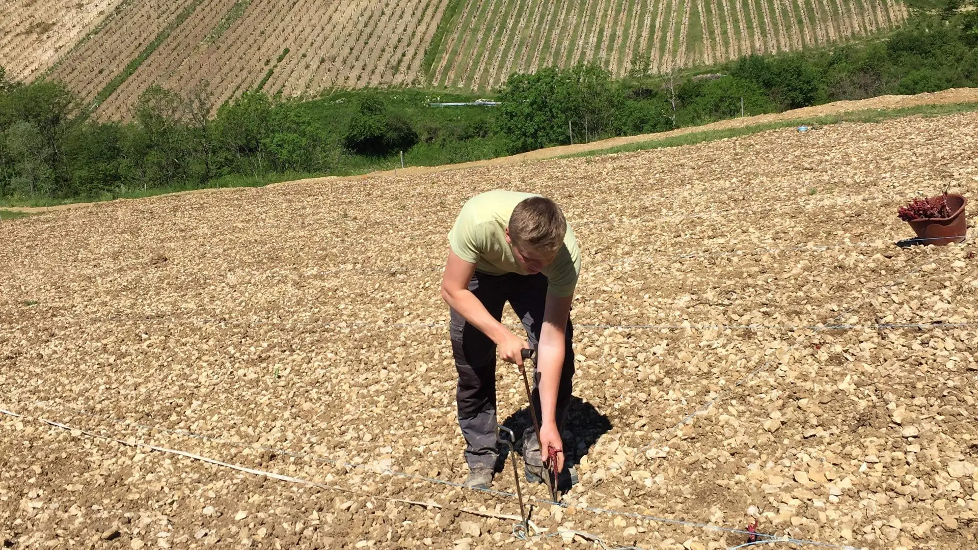 Plantation de nouveaux ceps