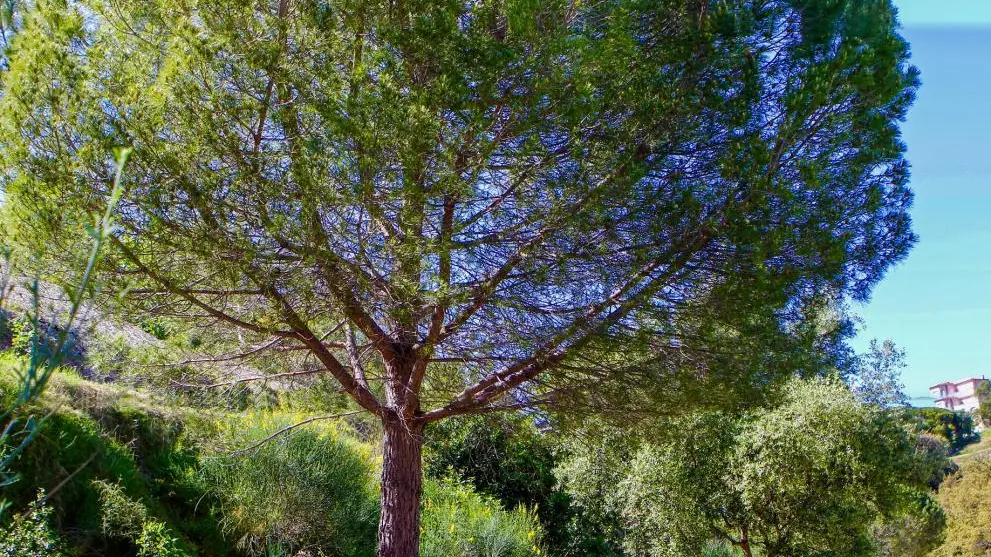 Gîte Lou Cabanoun à Nice - Gîtes de France Alpes-Maritimes